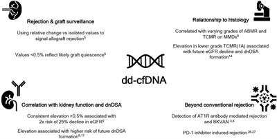 Donor Derived Cell Free DNA in Kidney Transplantation: The Circa 2020–2021 Update